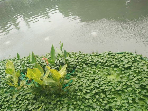 黑臭水體治理 黑臭水體治理