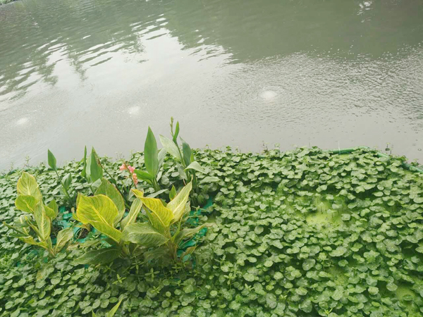 黑臭水體治理 黑臭水體治理